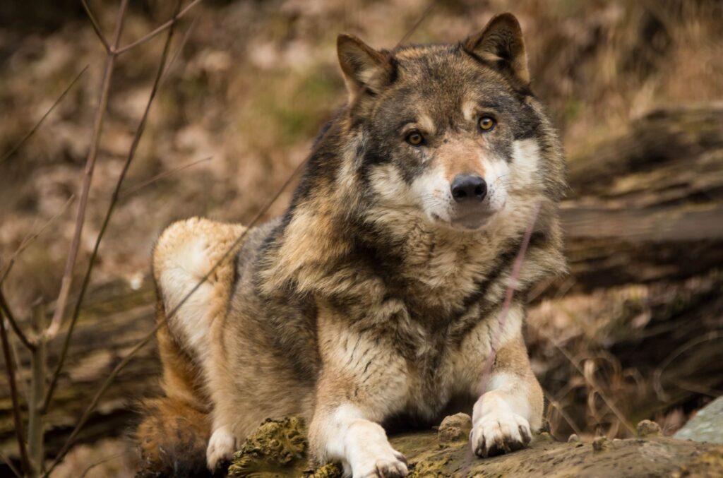 alpenzoo-wolf