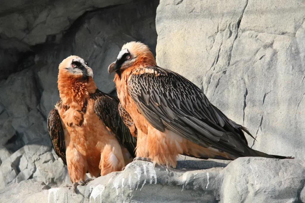 Alpenzoo Bartgeier