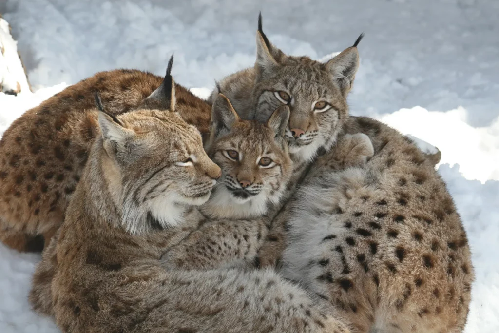Alpenzoo Luchs