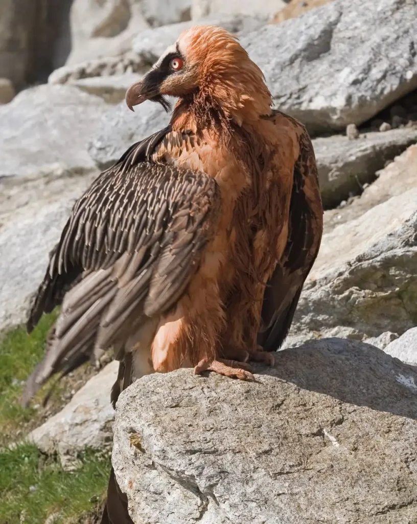alpenzoo-einzelpreis