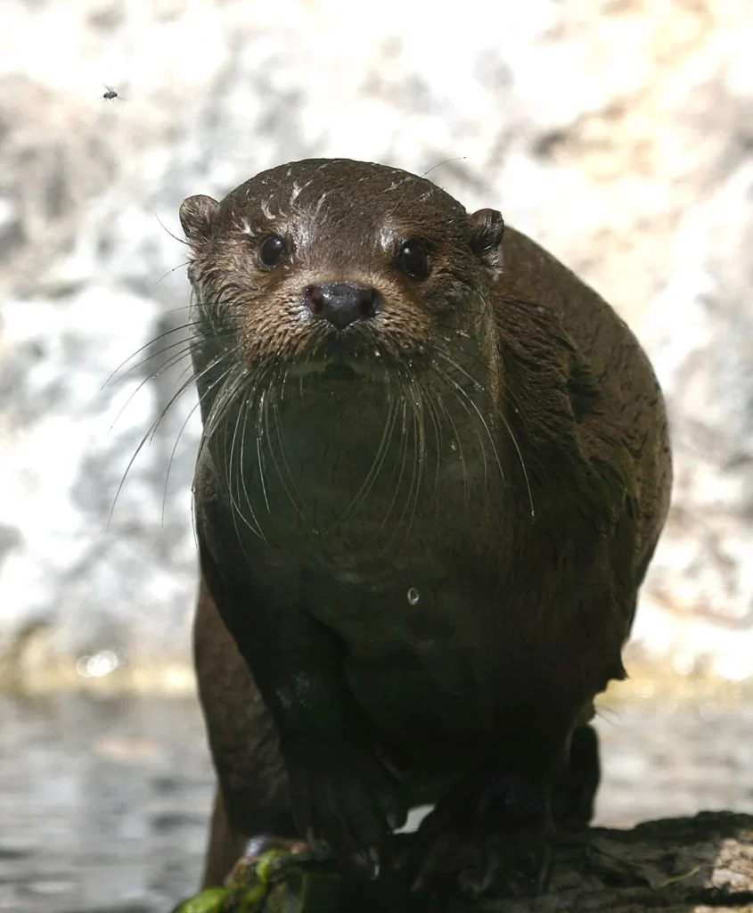 alpenzoo-foerderer