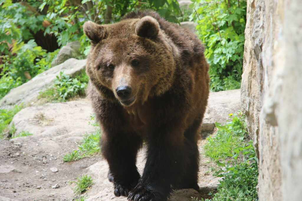Braunbär