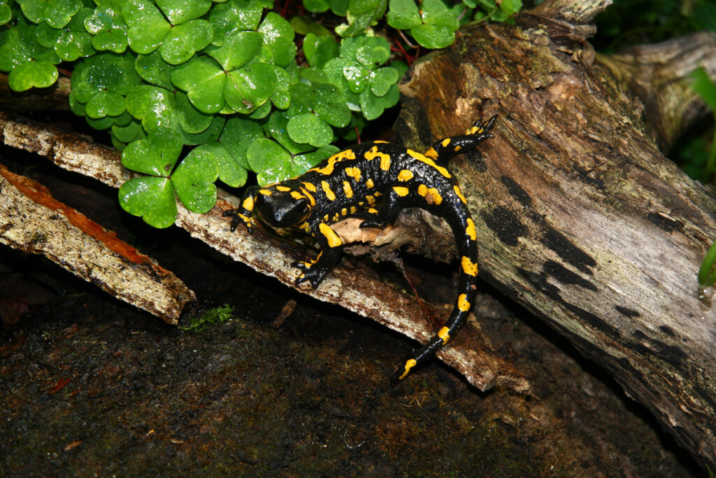 Feuersalamander