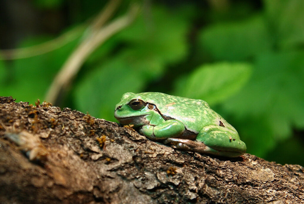 laubfrosch