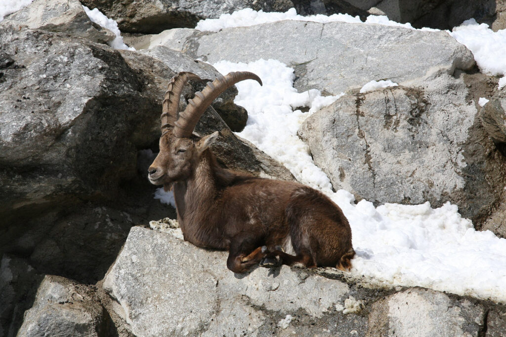 Alpensteinbock