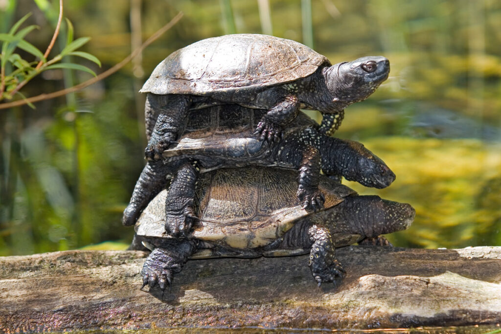 Sumpfschildkröte