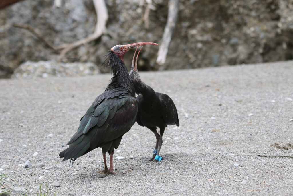 waldrapp