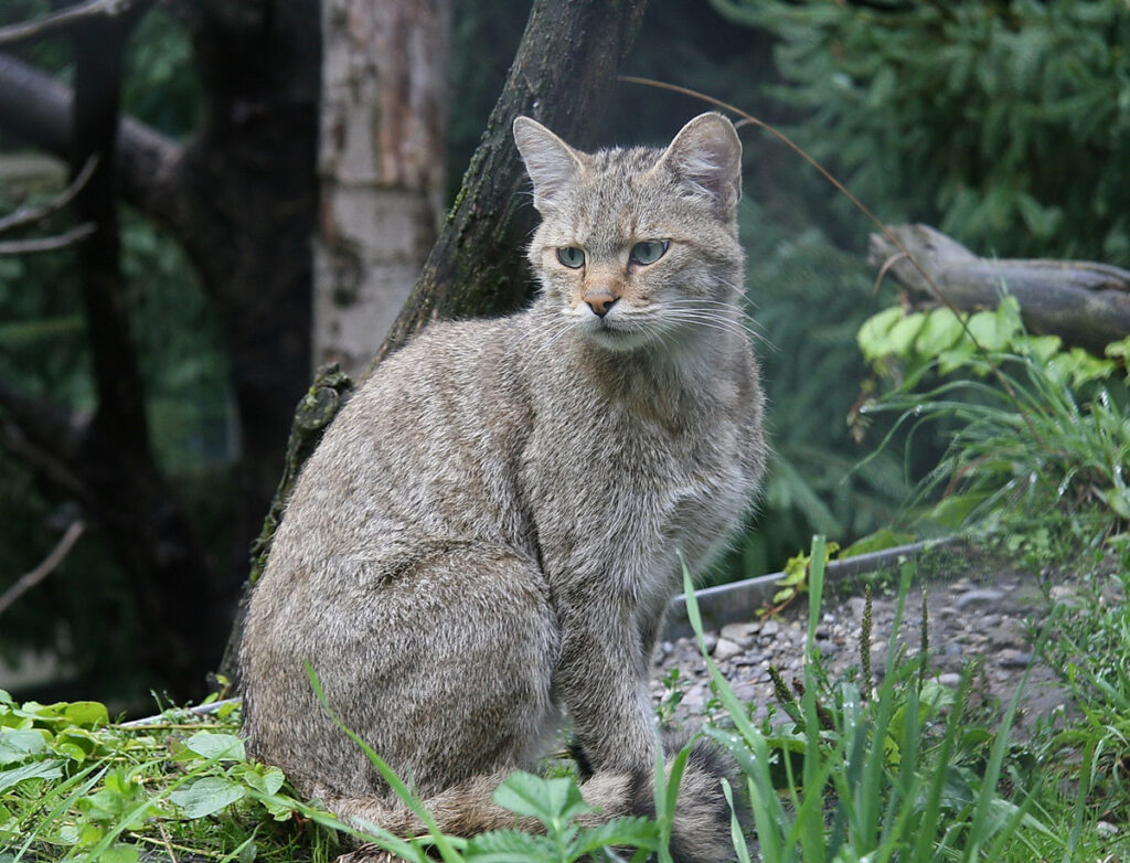 Wildkatze