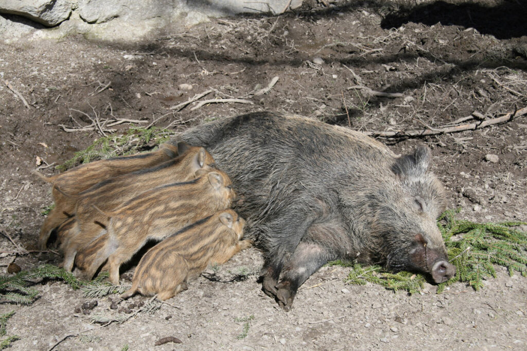 Wildschwein