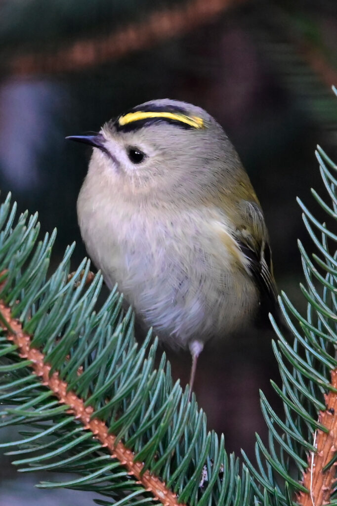 Wintergoldhähnchen