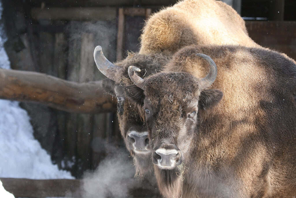 Wisent