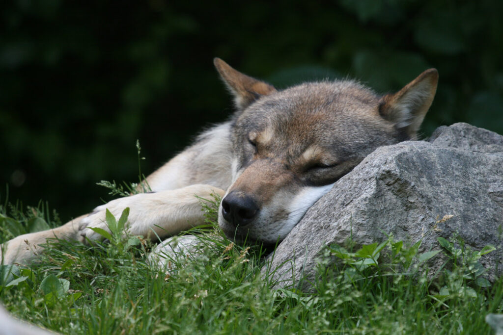Wolf