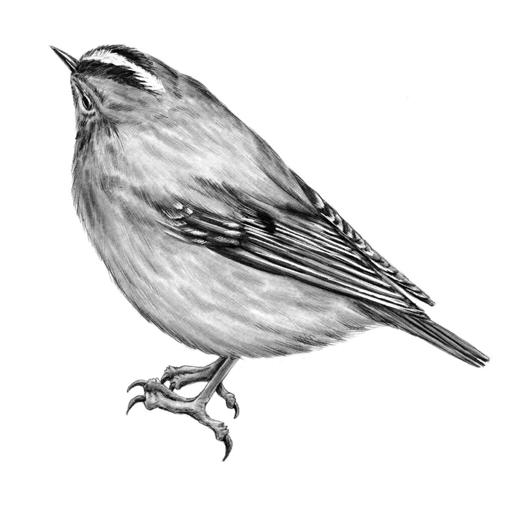 Wintergoldhähnchen